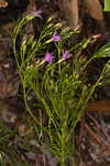 Narrowleaf ironweed 